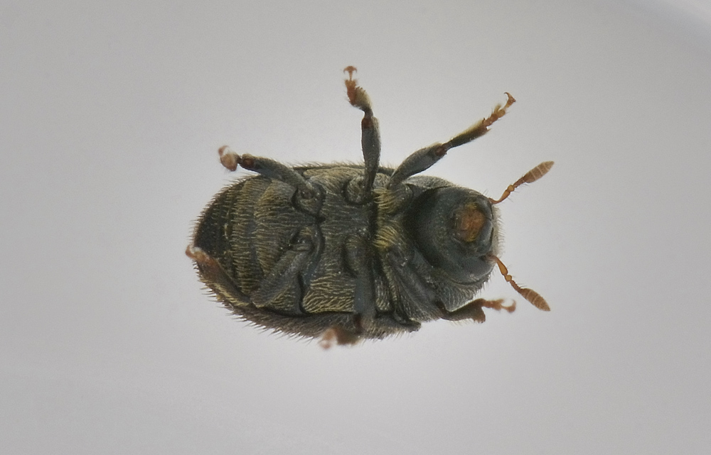 Hylesinus toranio (=oleiperda), Scolytidae, maschio